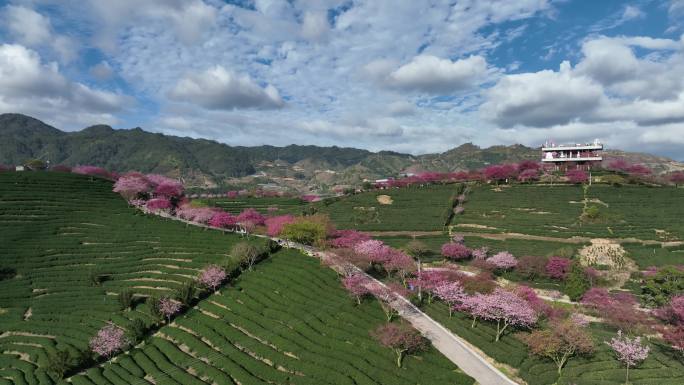 福建龙岩台品樱花茶园航拍