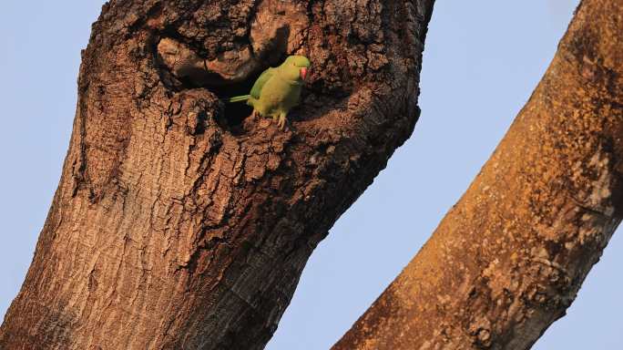 红领绿鹦鹉进巢