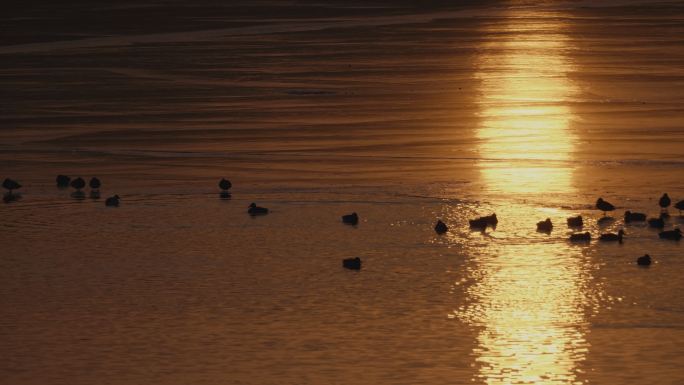 黄昏-斜阳照在冰湖上-一群野鸭的剪影