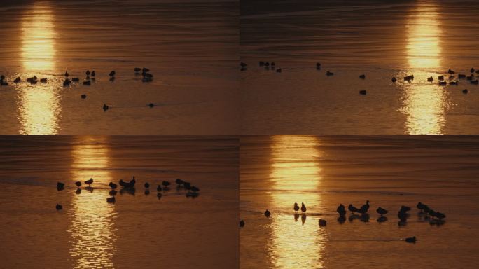 黄昏-斜阳照在冰湖上-一群野鸭的剪影