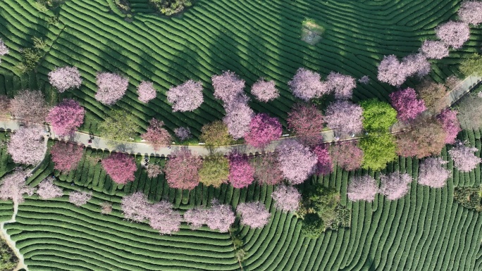 樱花茶园