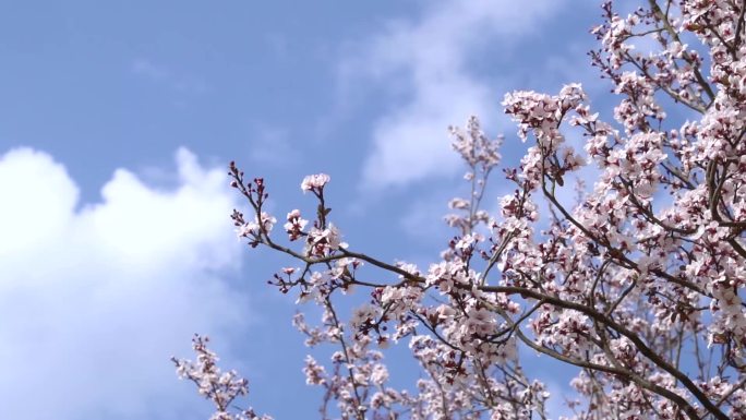 紫叶李花开季节