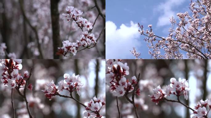 紫叶李花开季节