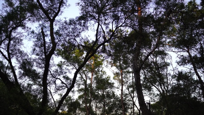 仰望树林抬头看树林天空仰拍树木剪影