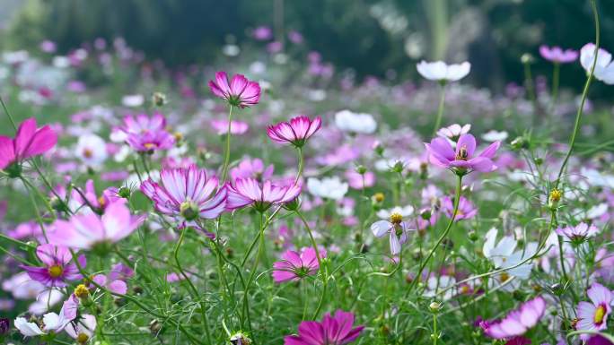 格桑花花海花朵花卉