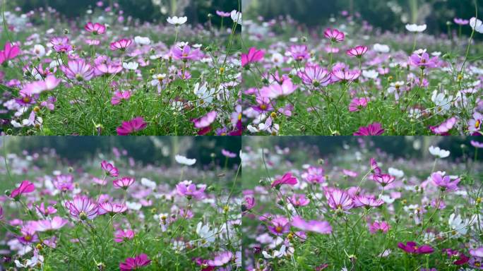 格桑花花海花朵花卉