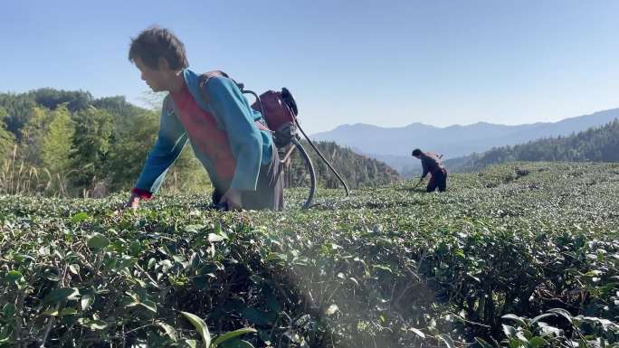 采茶园茶山高山上茶叶文化春茶工人修剪茶道