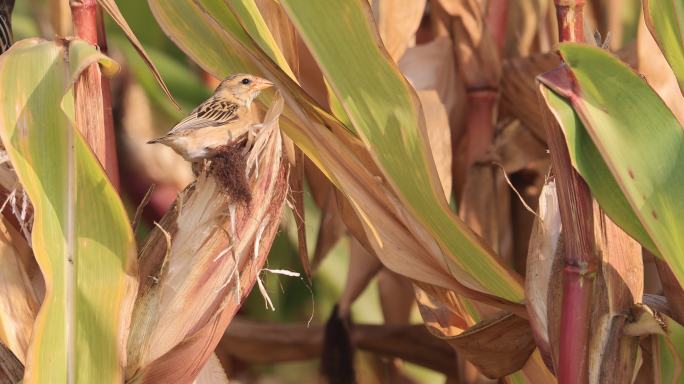 织布鸟偷食玉米