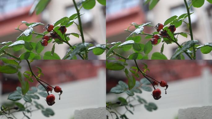 月季花 枯萎 冬天 下雨