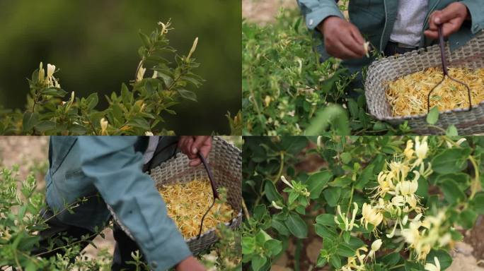 金银花种植金银花采摘挑选