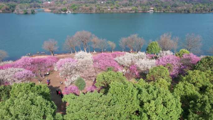 航拍杭州湘湖梅花美景