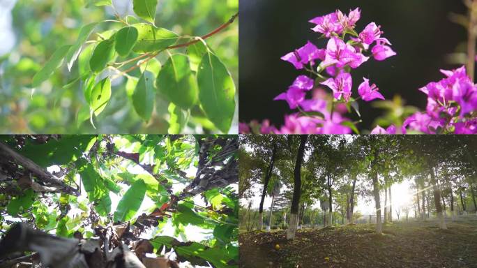 绿色春天生态茶花视频展示