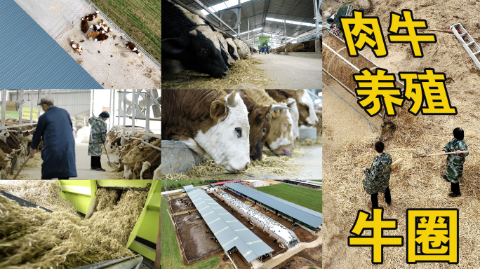 4k肉牛养殖场的工作画面