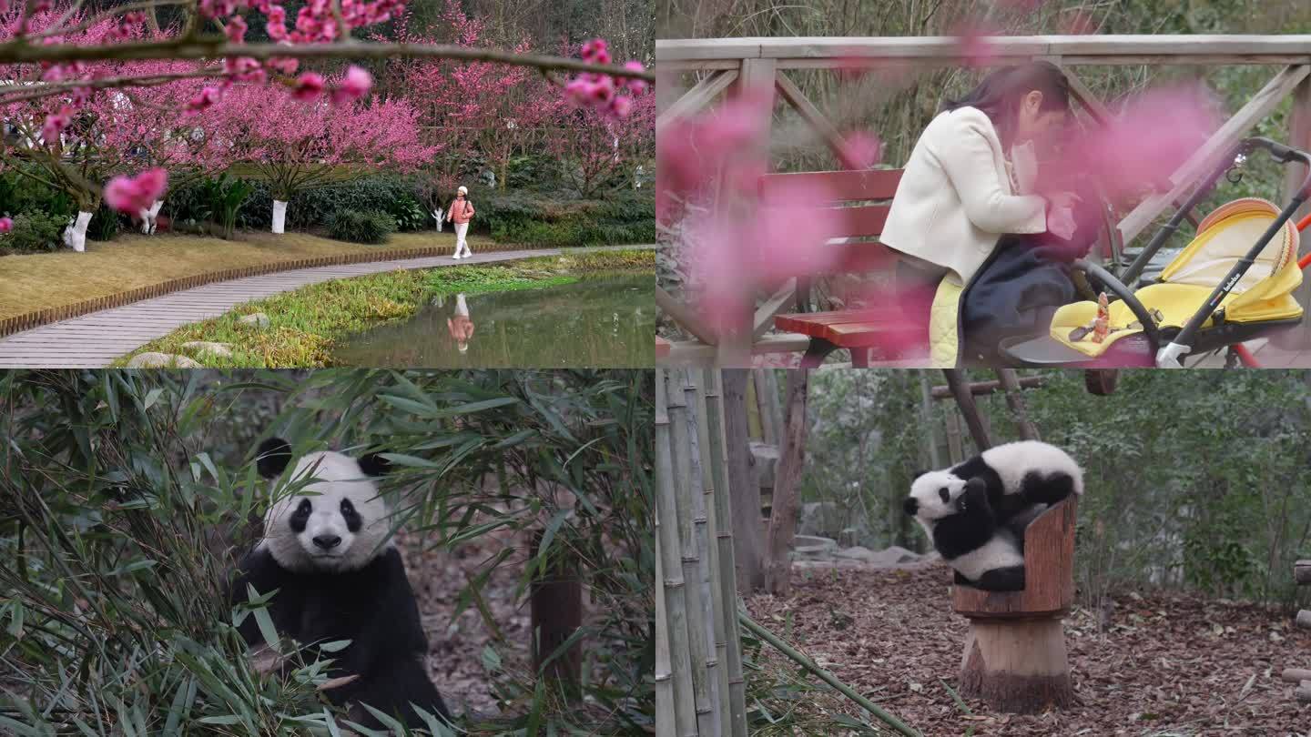 初春的熊猫公园