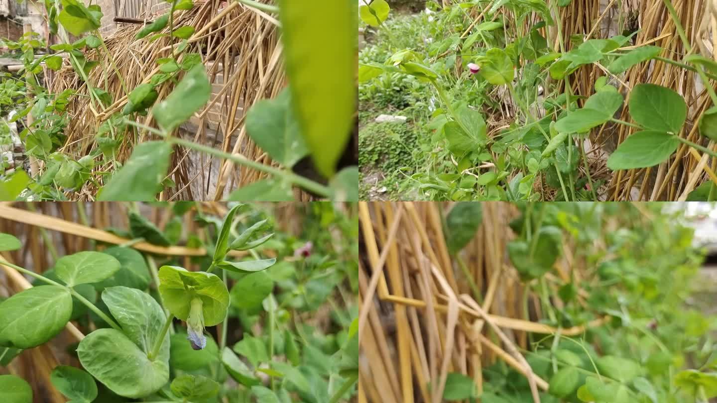 农村菜园蔬菜蚕豆花罗汉豆兰花豆 花 特写