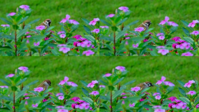 鸟语花香 花丛中麻雀小鸟 长春花