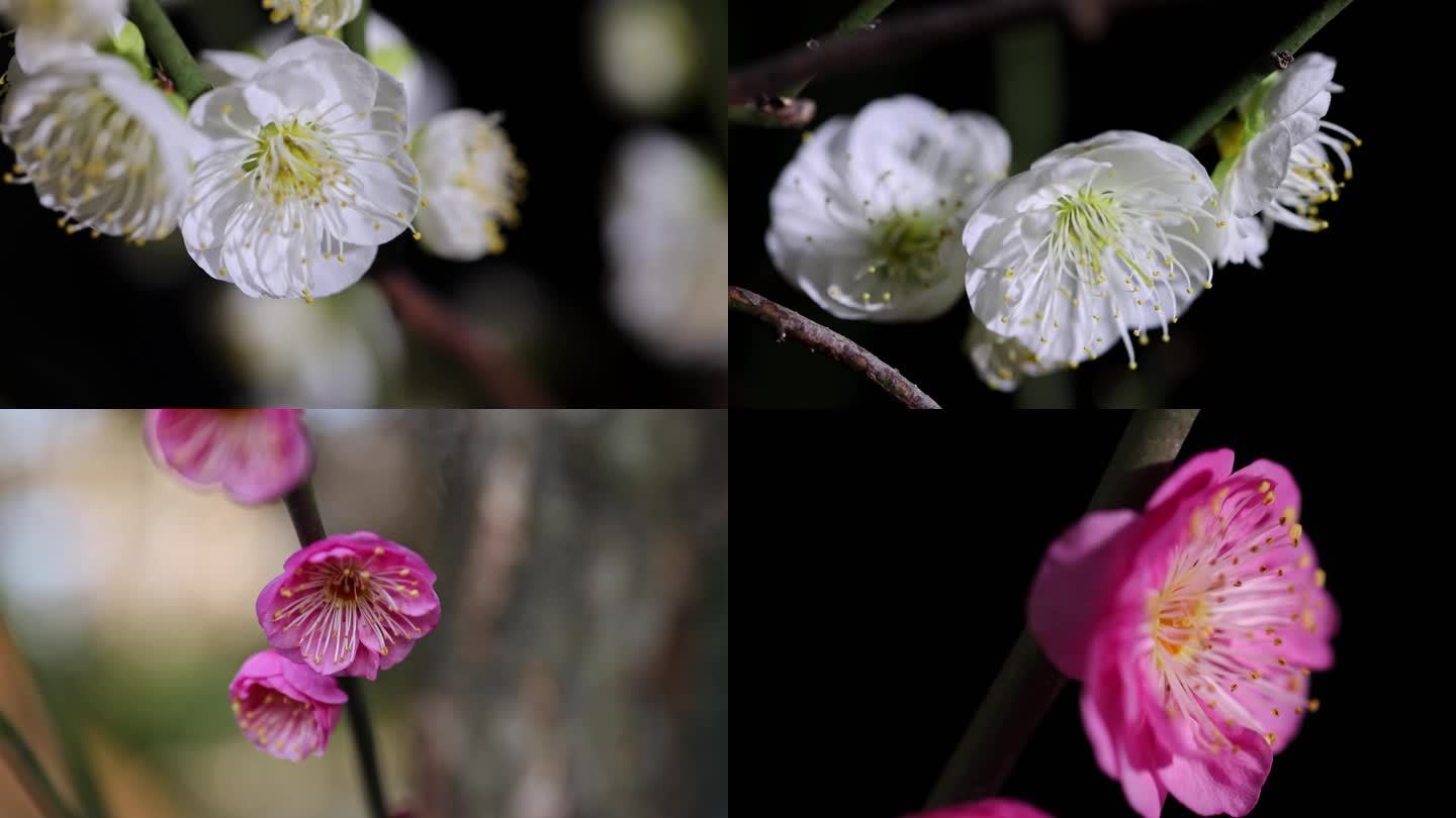 红梅花白梅花