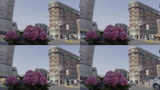 4K武康大楼前的紫色绣球花