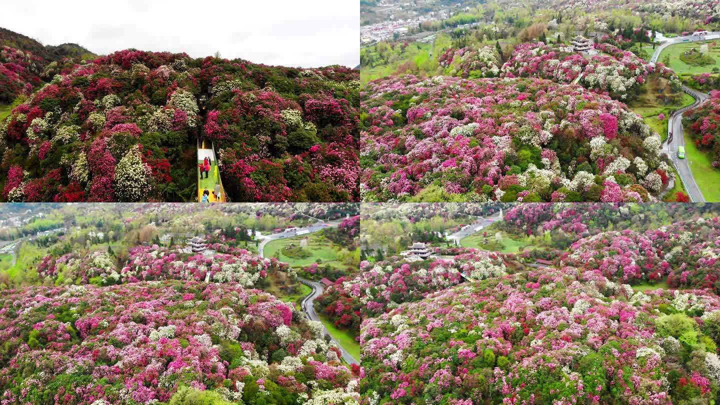 百里杜鹃素材，百里杜鹃航拍素材