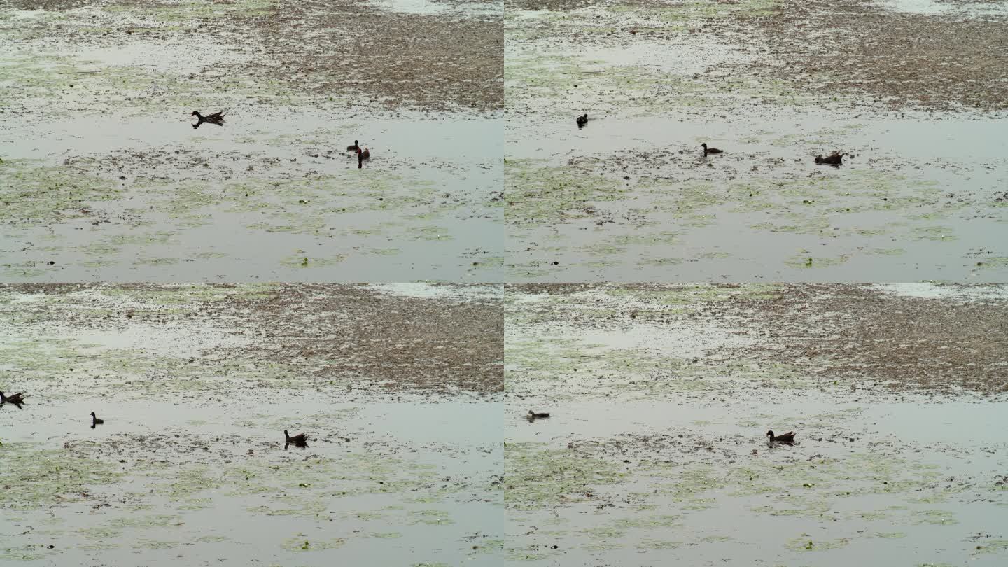 1080p池塘野鸭子水鸟夏天