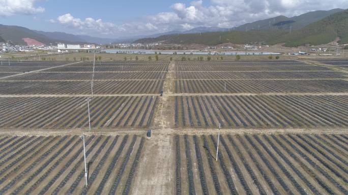 4K航拍种植基地村民新农村建设