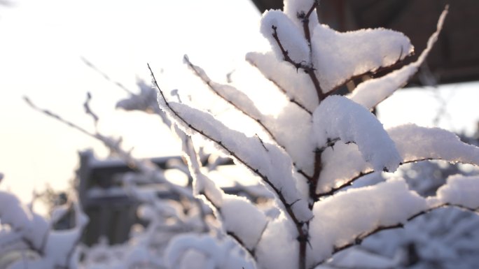 雪 下雪 雪后 冰雪消融 春暖花开