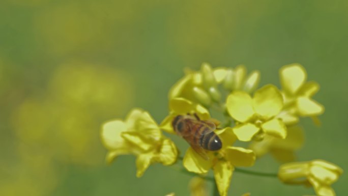 春天蜜蜂在油菜花上采蜜