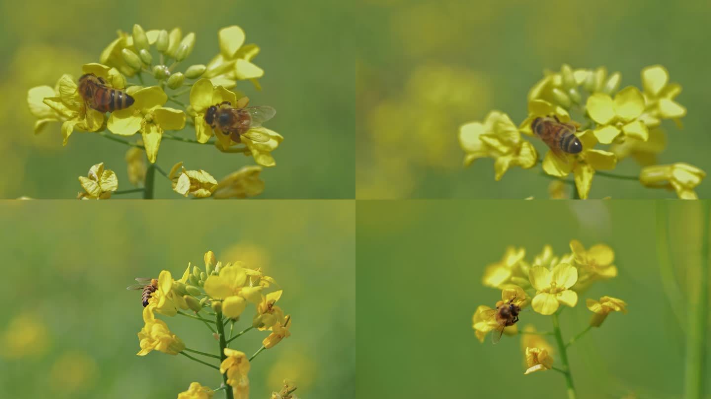 春天蜜蜂在油菜花上采蜜