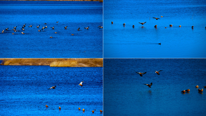 湛蓝湖水-天上降下一群赤麻鸭