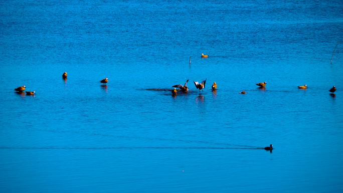 湛蓝湖水-天上降下一群赤麻鸭