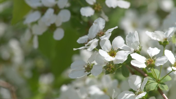 小白花