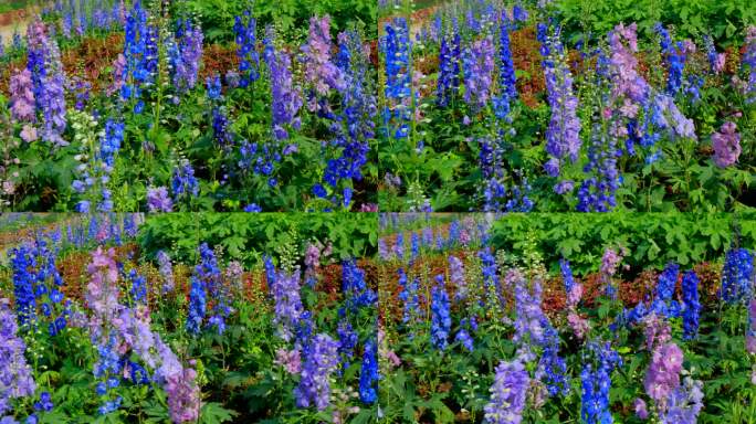 大花飞燕草 花园 花坛 鲜花 蓝色花朵