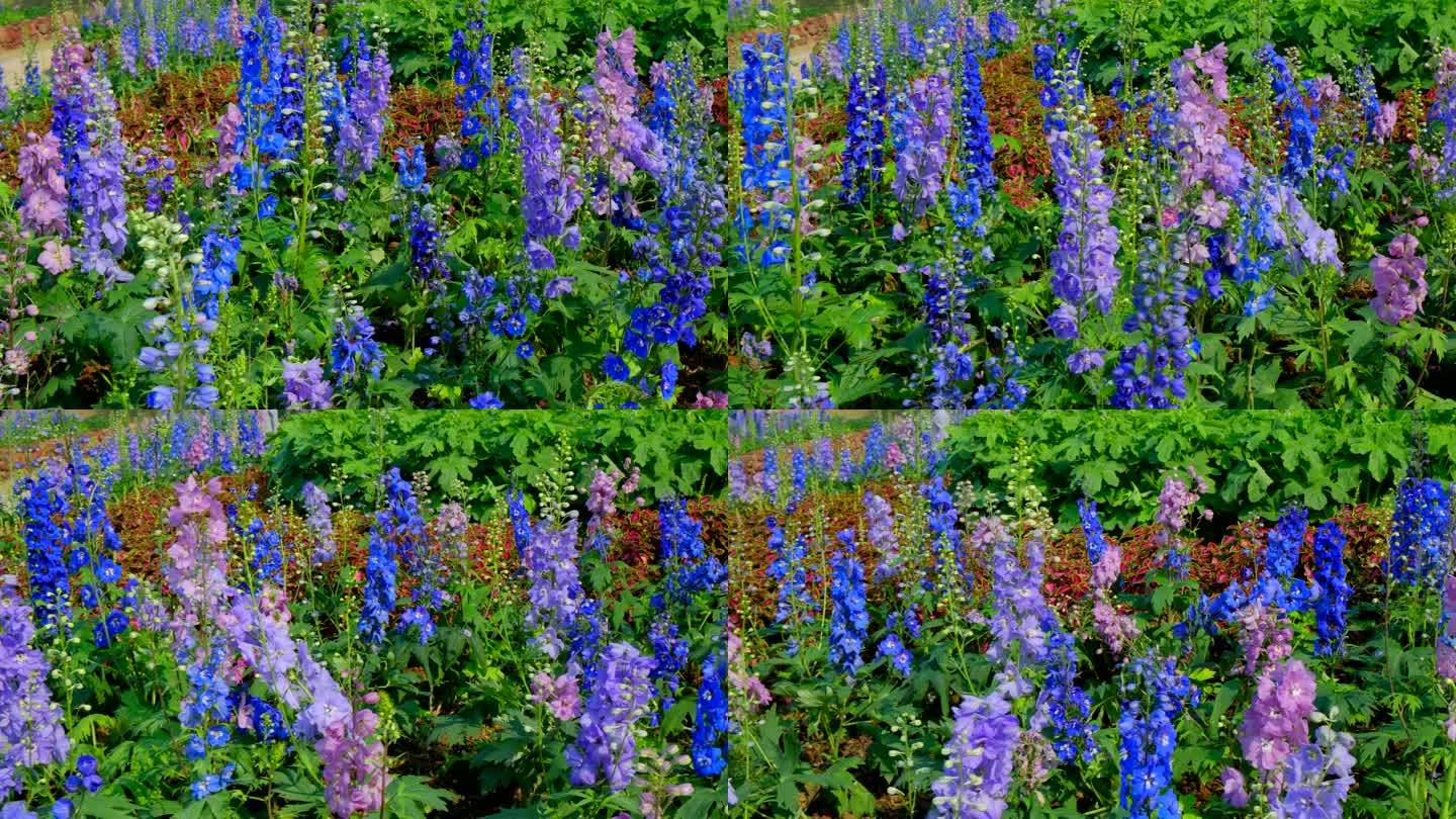 大花飞燕草 花园 花坛 鲜花 蓝色花朵