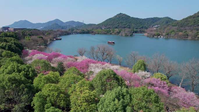 航拍杭州湘湖梅花盛开