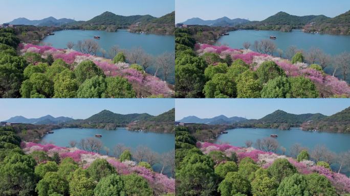 航拍杭州湘湖梅花盛开