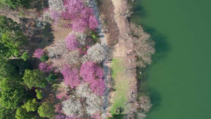 航拍杭州湘湖梅花美景