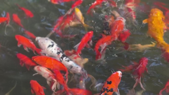 喷泉金鱼锦鲤中国观赏鱼