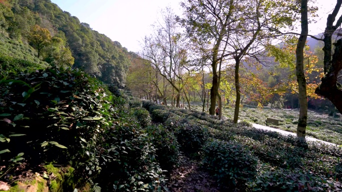 杭州西湖九溪风景区秋天风景4K视频合集