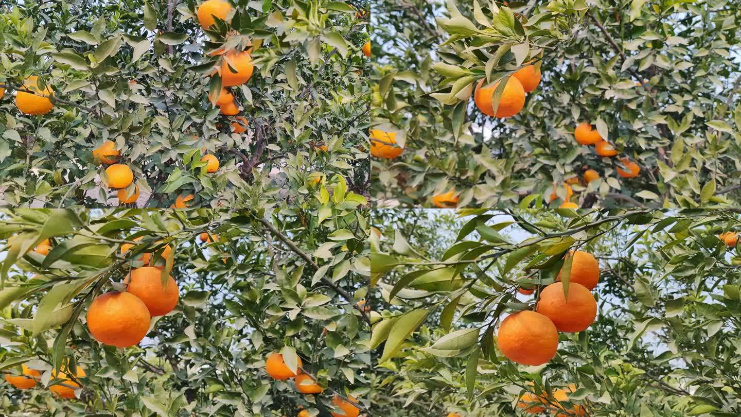 柑橘果园里的橙子挂满枝头