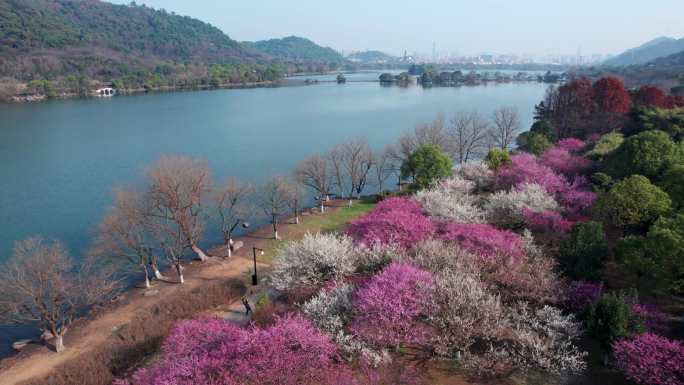 航拍杭州湘湖梅花盛开