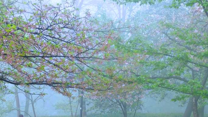 杭州西湖太子湾公园早晨梦幻雾景4K视频