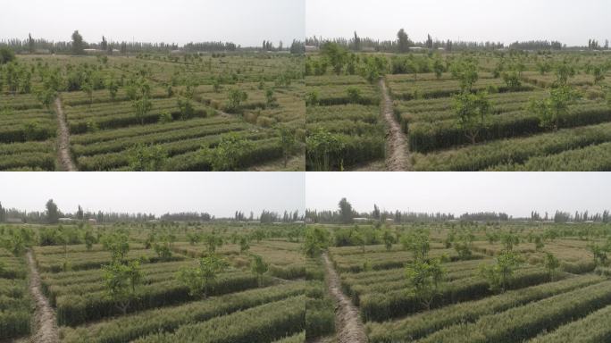 新疆 南疆小麦