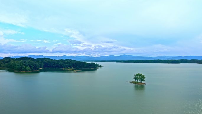 湖中心的小树