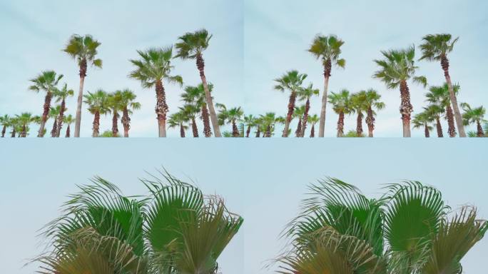 原创仰拍海边大树棕树空镜视频素材