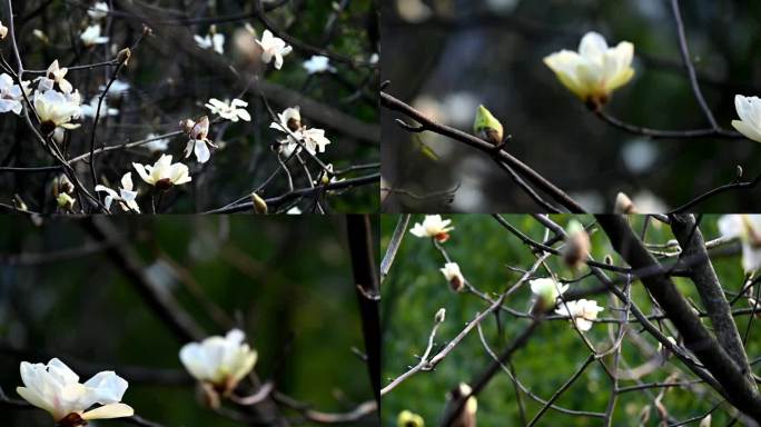 白花树