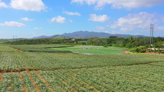 乡村振兴  菠萝种植