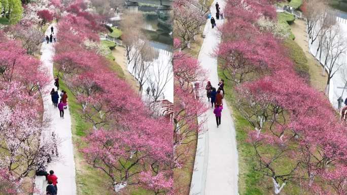 花开中国.匡河春韵