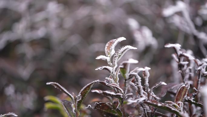 高山茶园茶场茶叶冰冻雾凇霜冻倒春寒零下