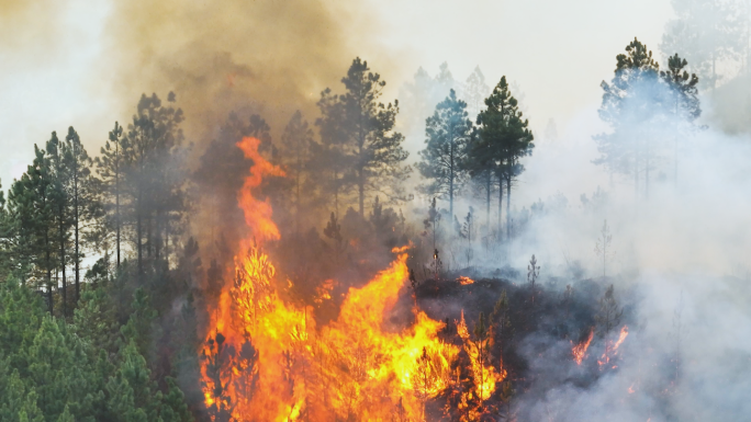 4k森林火灾大火航拍自然灾害生灵涂炭