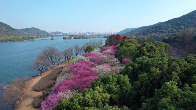 航拍杭州湘湖梅花盛开